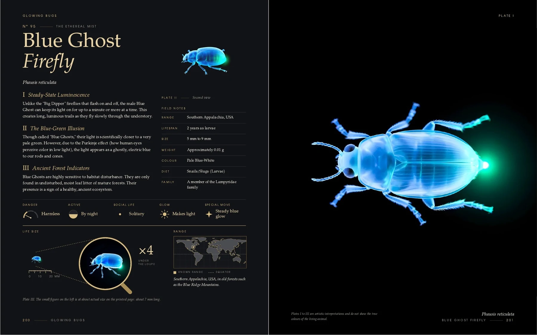 The two pages on the Blue Ghost Firefly in the book Glowing Bugs