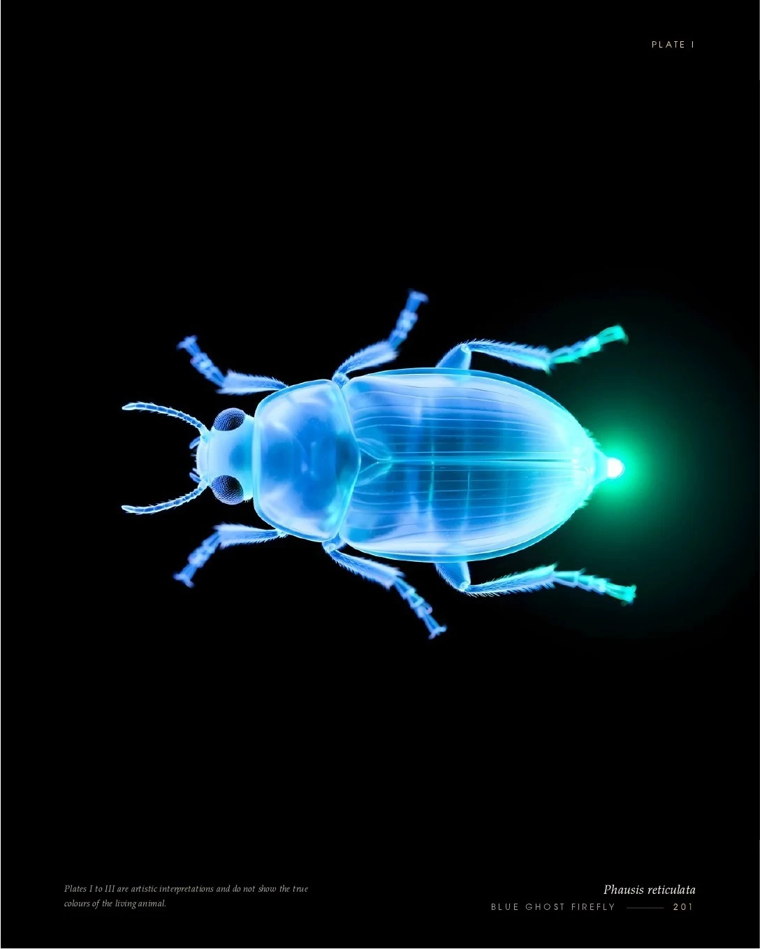 Blue Ghost Firefly, Phausis reticulata