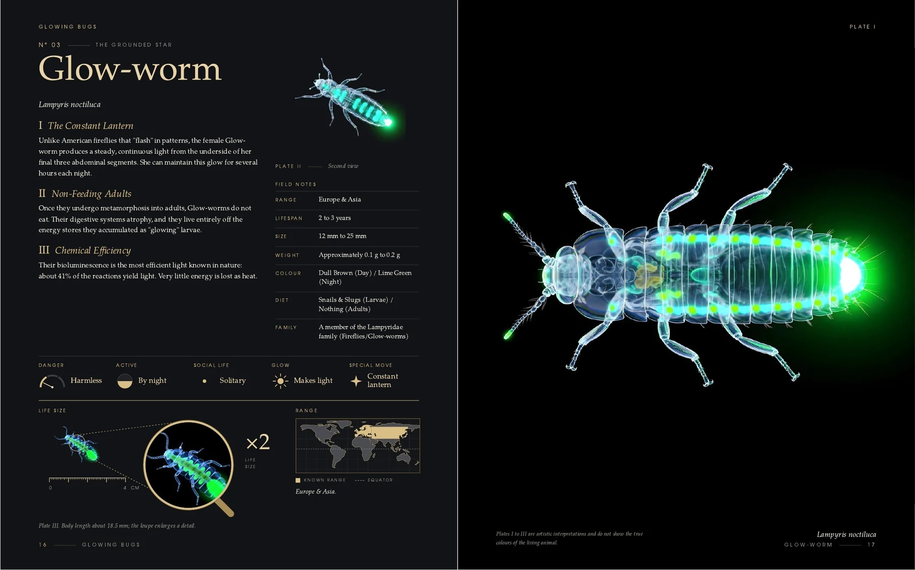 Two pages of the book Glowing Bugs: the Glow-worm, an insect that makes its own light