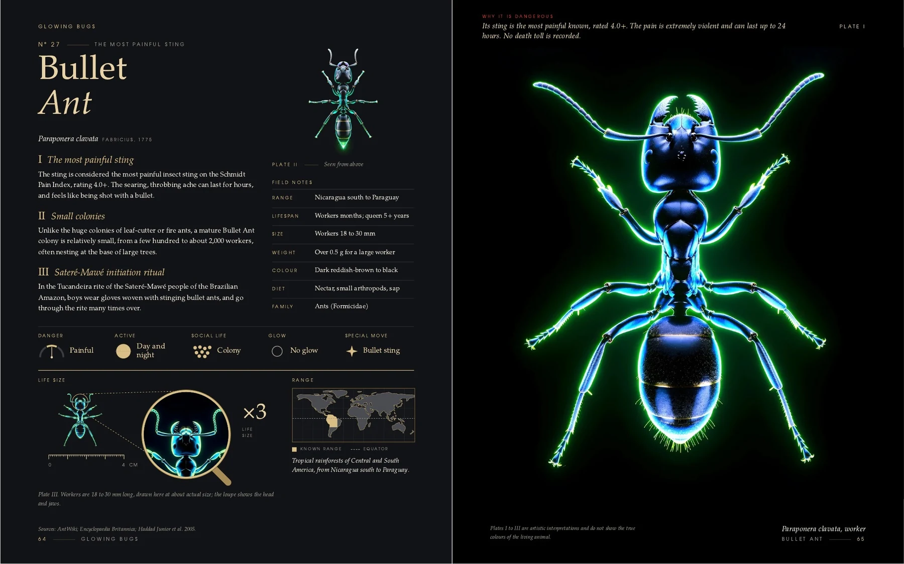 The two pages on the Bullet Ant in the book Glowing Bugs