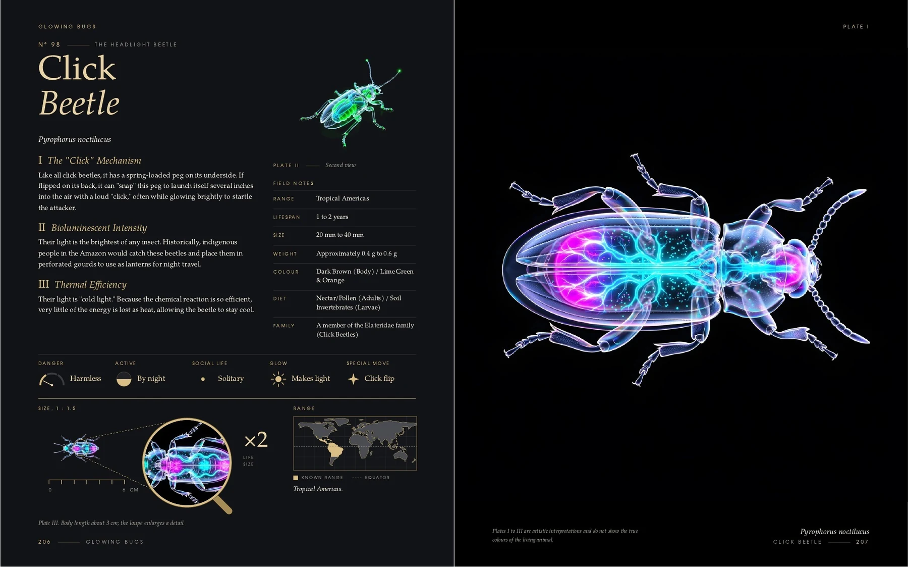 The two pages on the Click Beetle in the book Glowing Bugs