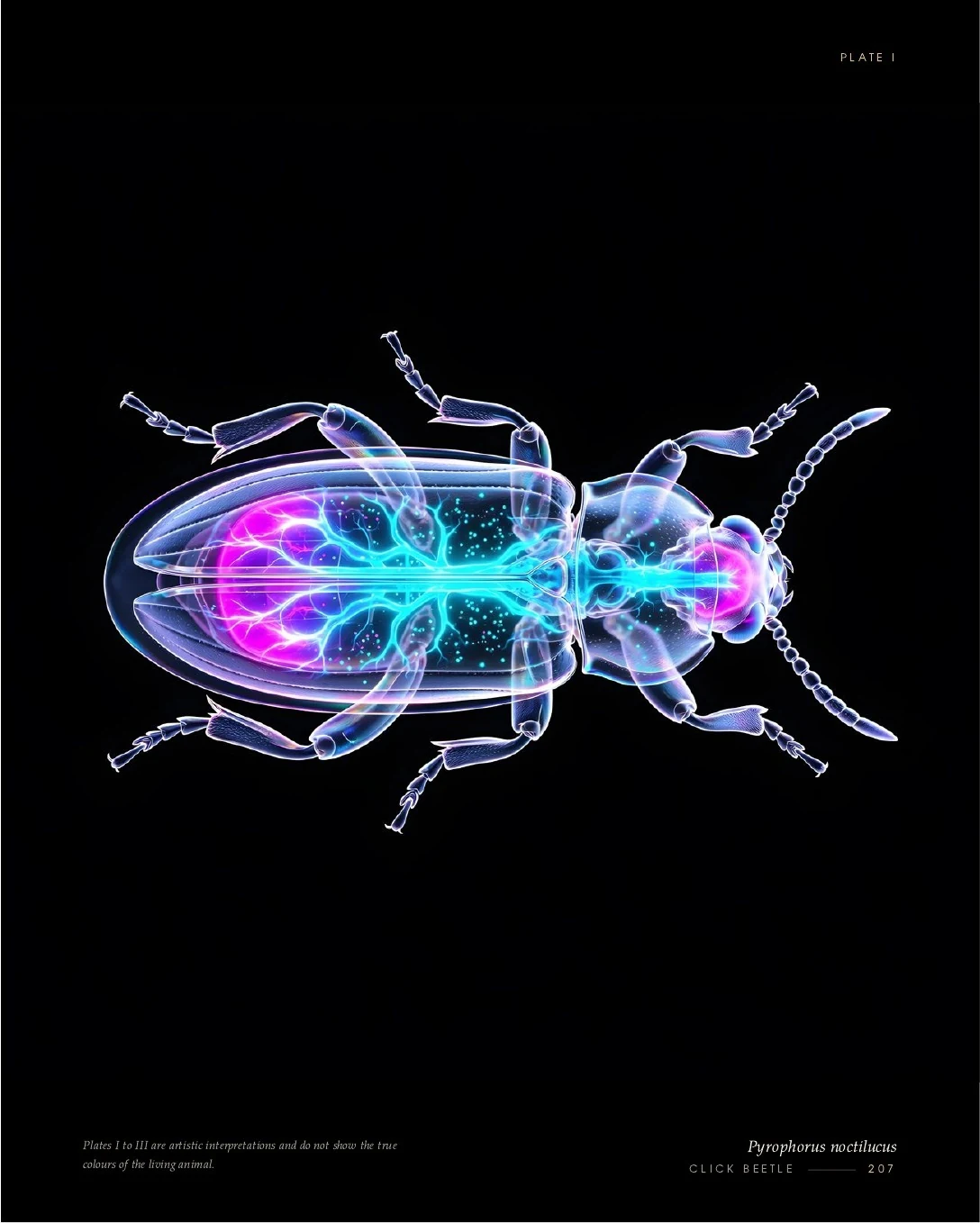 Click Beetle rendered in glowing light, second view
