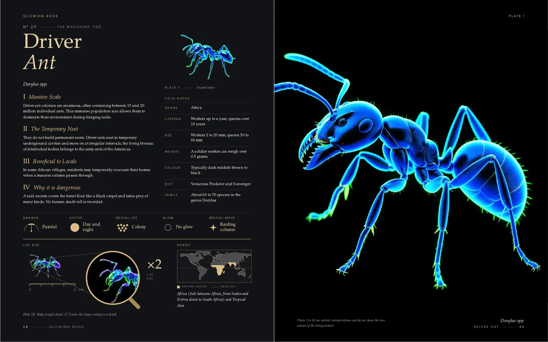 The two pages on the Driver Ant in the book Glowing Bugs
