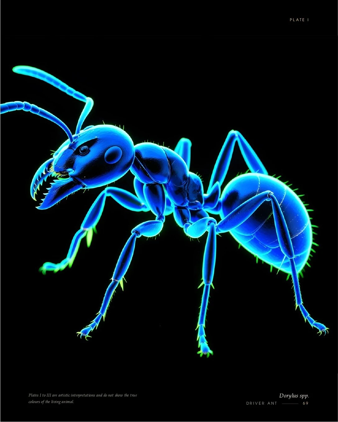 Driver Ant rendered in glowing light, second view