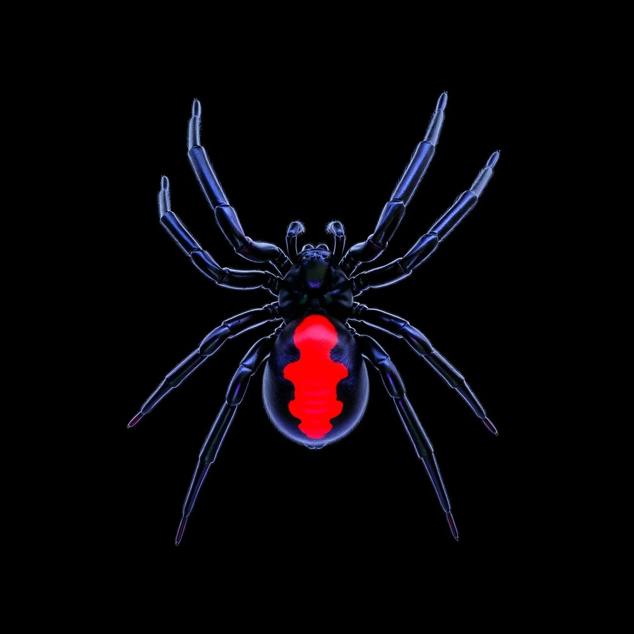 The Crimson Weaver: the Redback Spider, Latrodectus hasselti, drawn as living glass