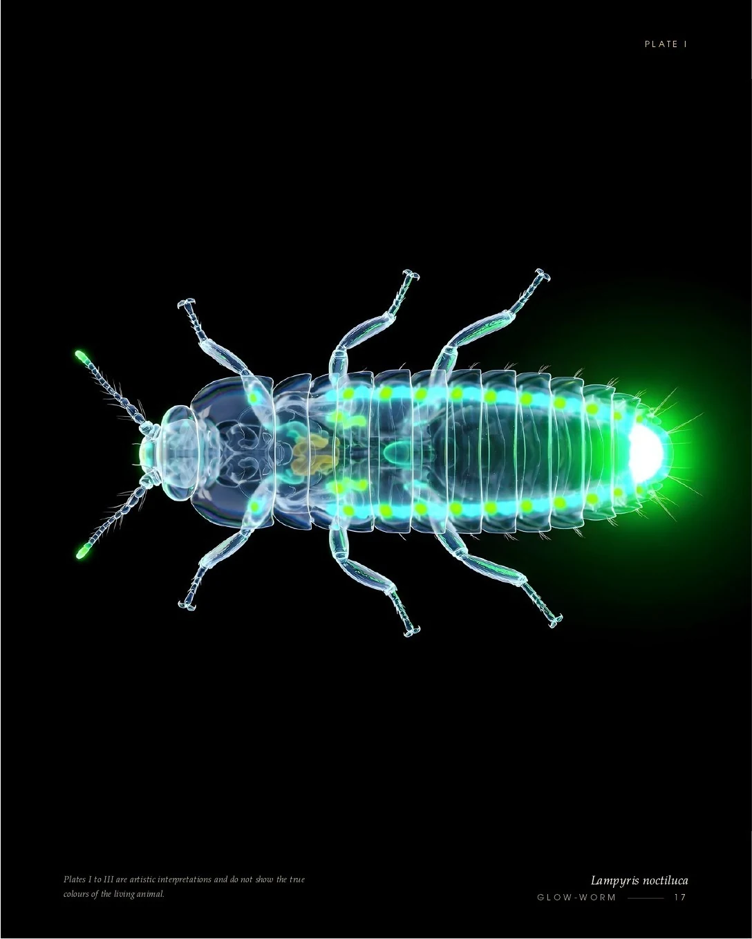 Glow-worm, Lampyris noctiluca