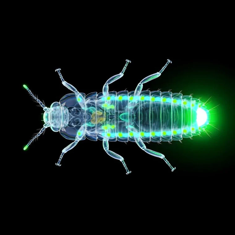 The Grounded Star: Glow-worm
