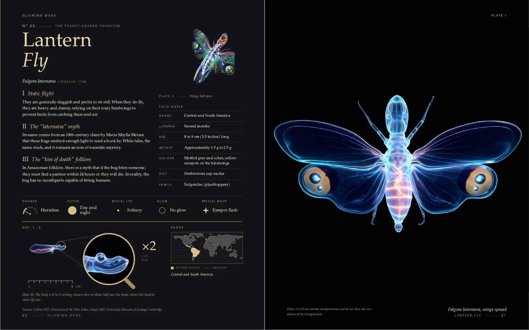 The two pages on the Lantern Fly in the book Glowing Bugs