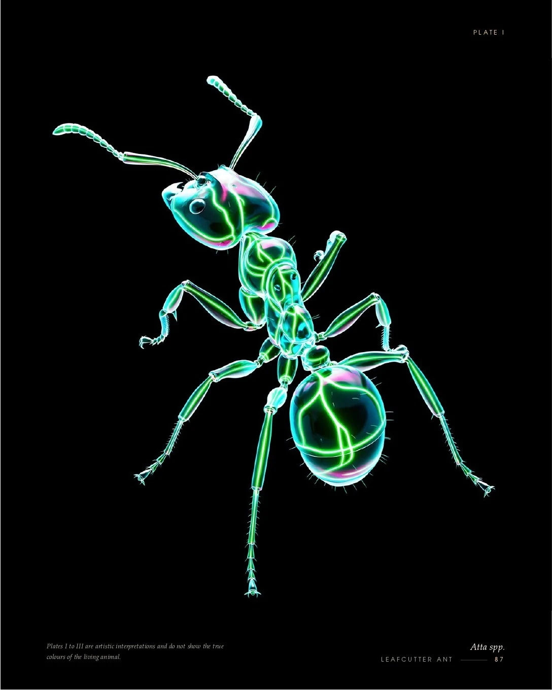 Leafcutter Ant rendered in glowing light, second view