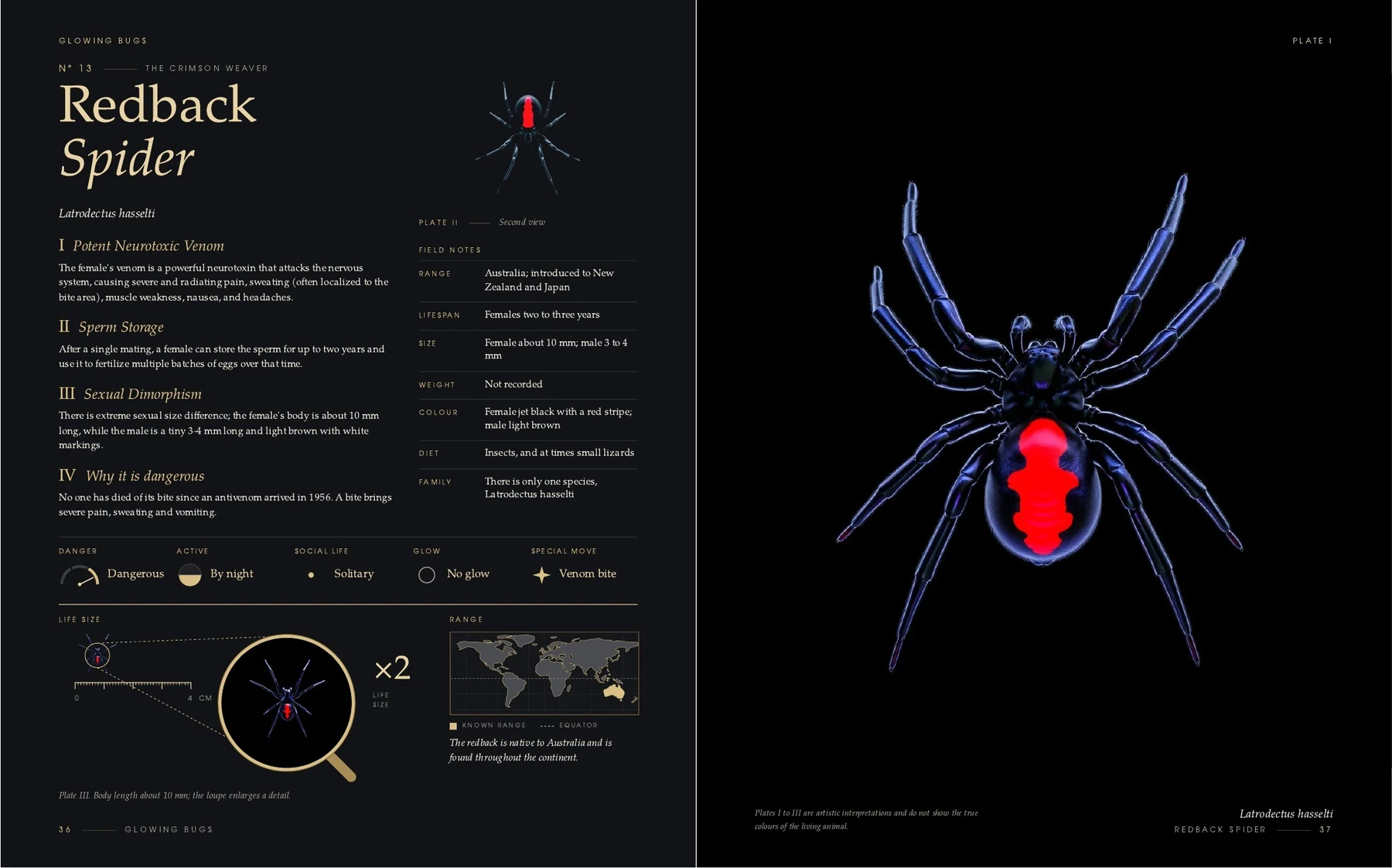 The two pages on the Redback Spider in the book Glowing Bugs