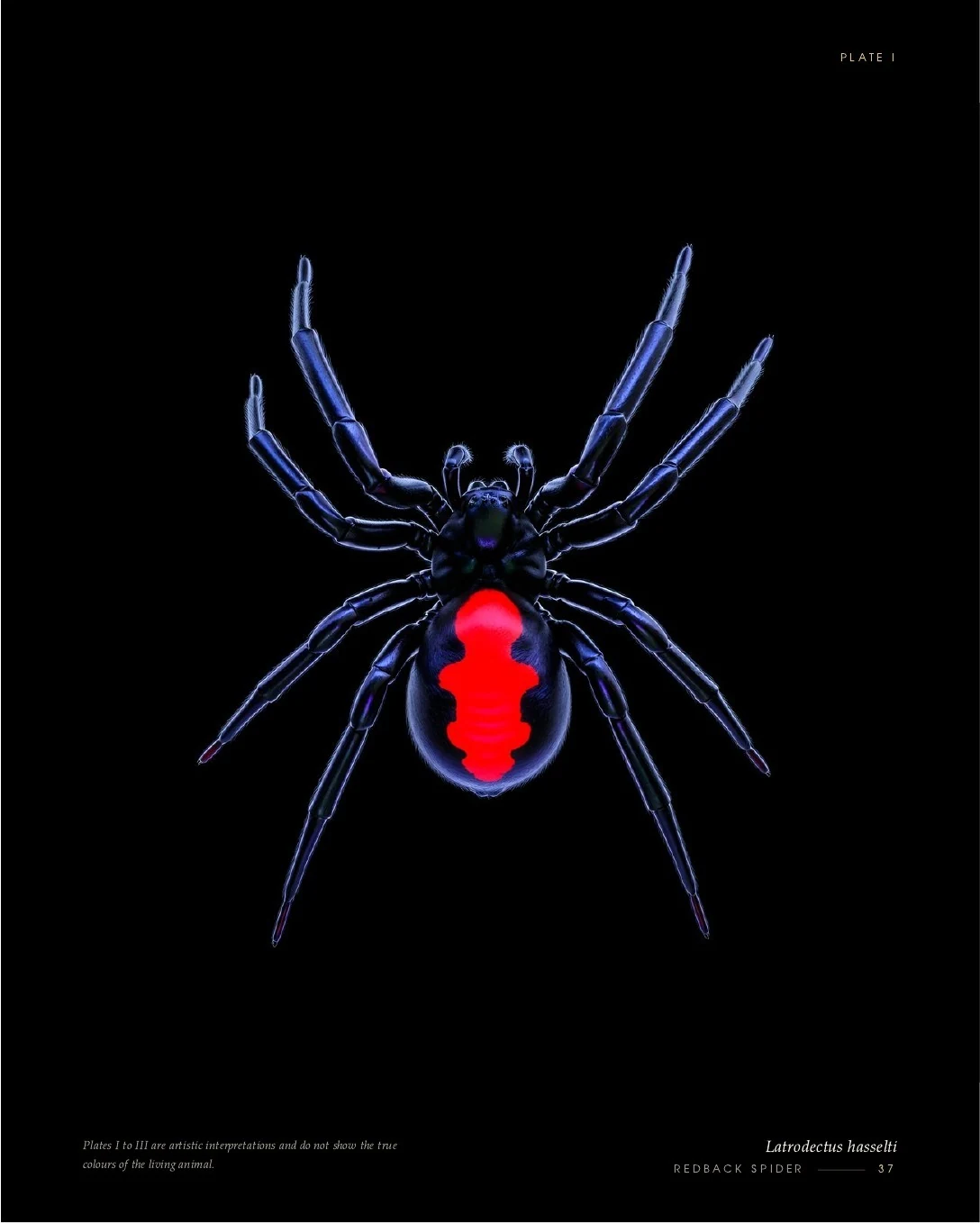 Redback Spider rendered in glowing light, second view