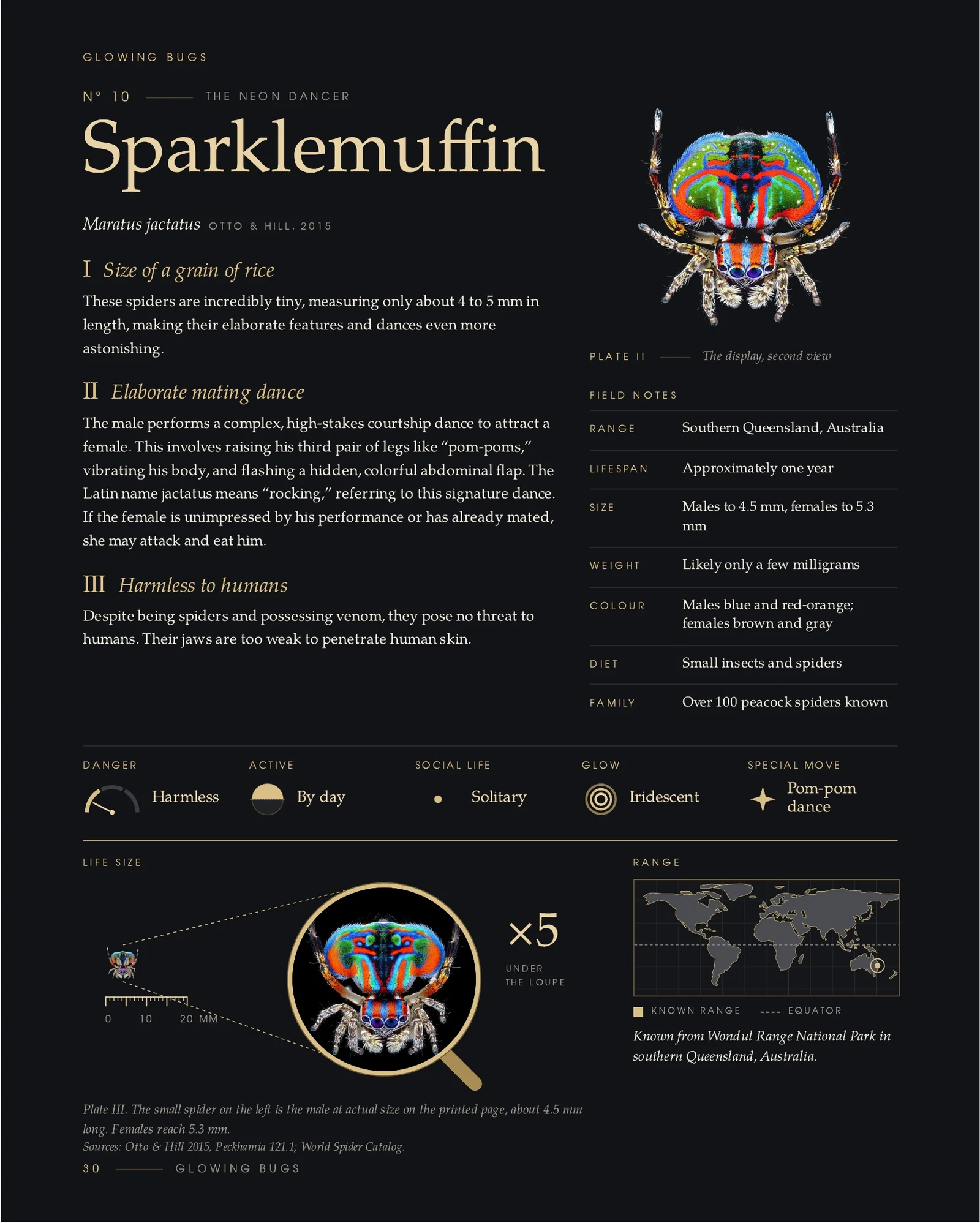 A page of the book Glowing Bugs showing the Sparklemuffin spider with its scientific name, facts, field notes, life-size view under a loupe and range map