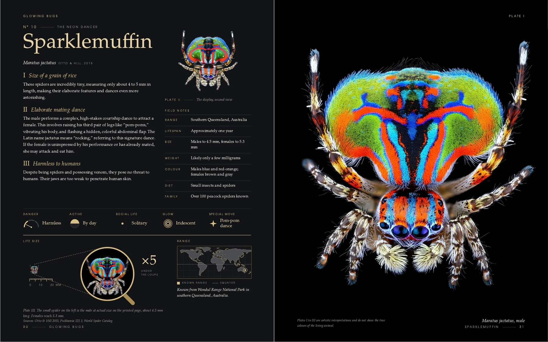 The two pages on the Sparklemuffin in the book Glowing Bugs