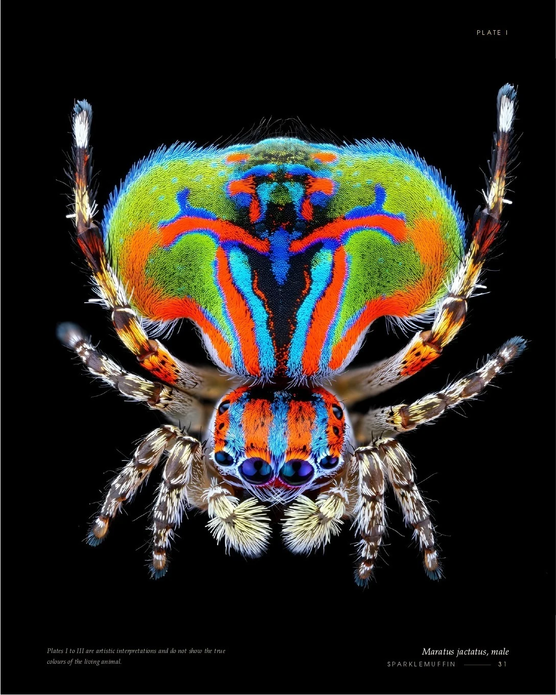 Sparklemuffin, Maratus jactatus